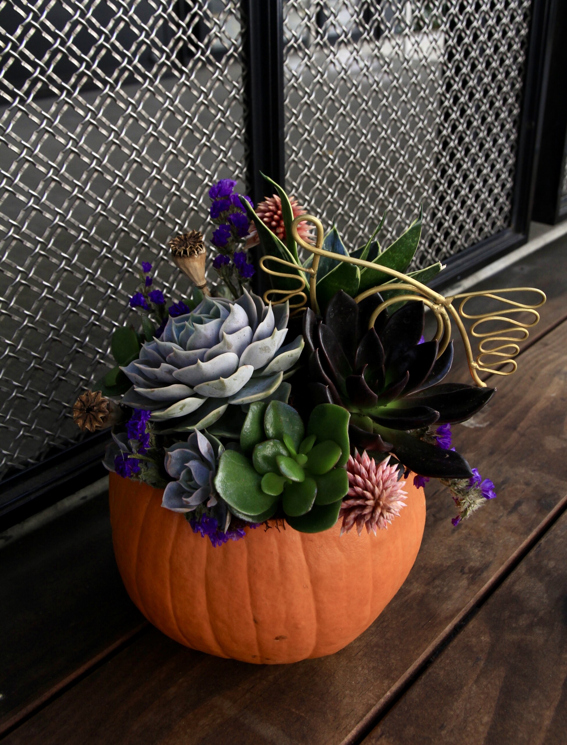 3rd Annual Harvest Party & Pumpkin Succulent Class