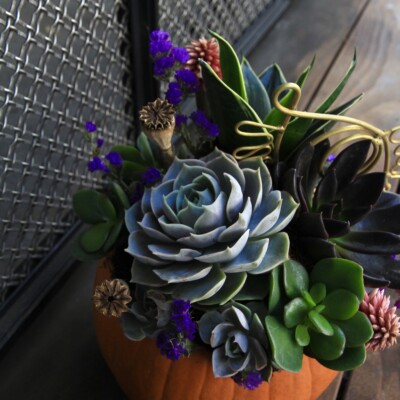 3rd Annual Harvest Party & Pumpkin Succulent Class