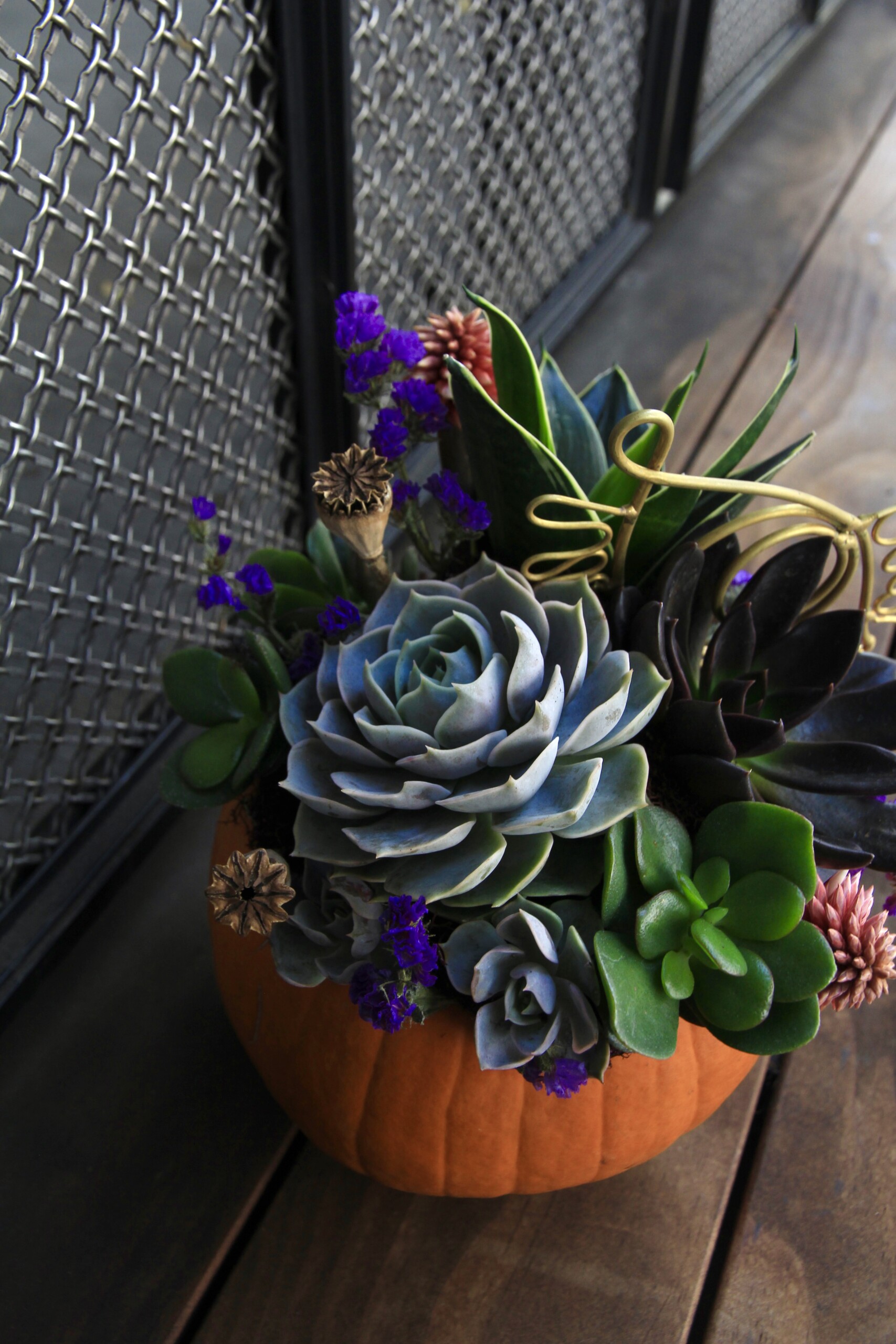 3rd Annual Harvest Party & Pumpkin Succulent Class